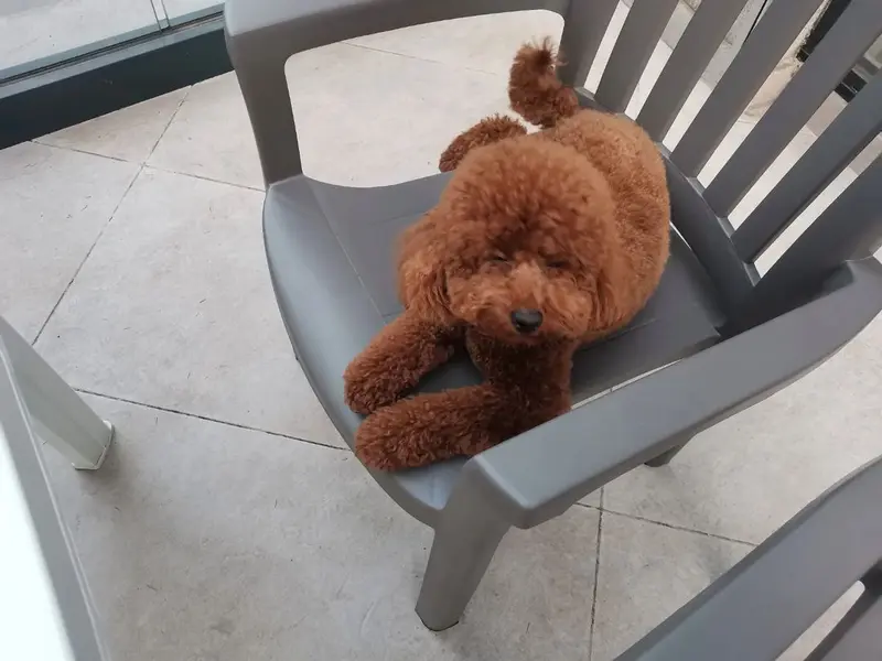 GoPetting - Your Pet Expert, photo 3