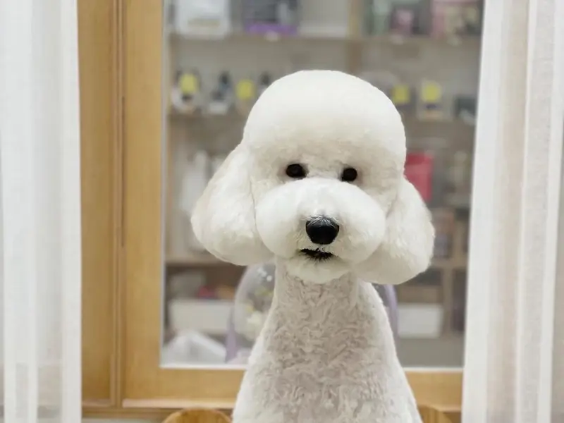 GoPetting - Your Pet Expert, photo 4