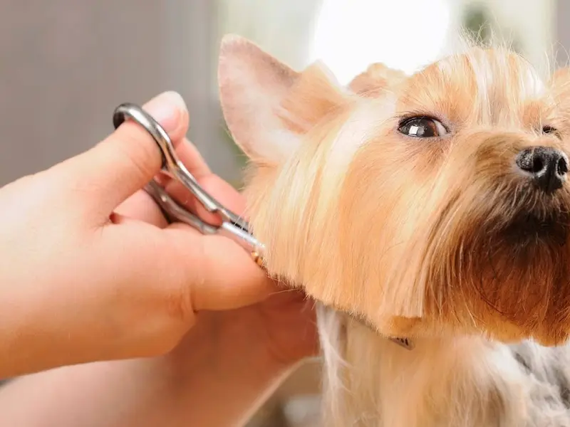 Happy Tails Pet Grooming & Spa, photo 2
