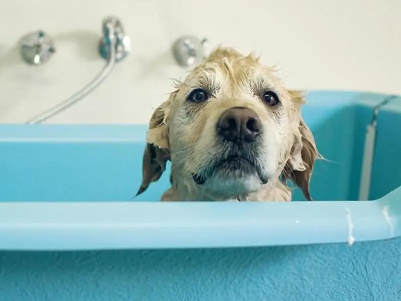 Happy Tails Pet Grooming & Spa, photo 3