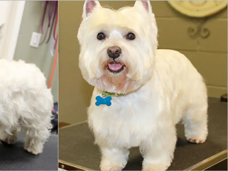 Happy Tails Pet Grooming & Spa, photo 4