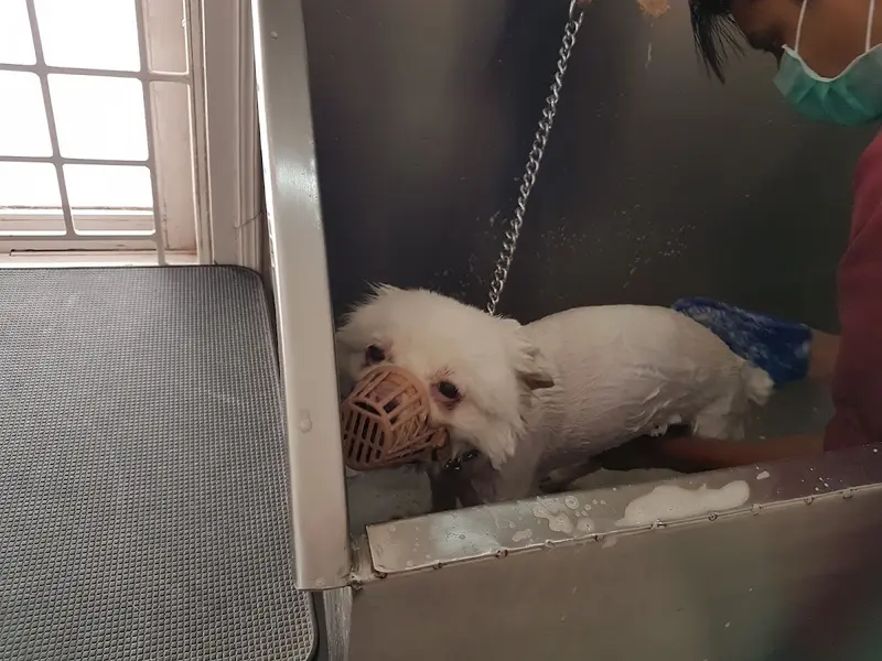 Happy Tails Pet Grooming & Spa, photo 5