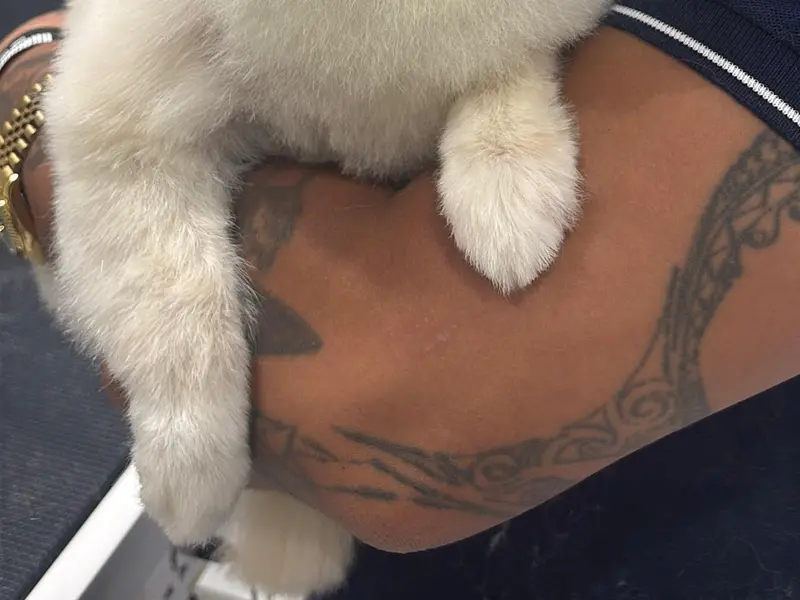 Paws & Collars Pet Store, photo 2