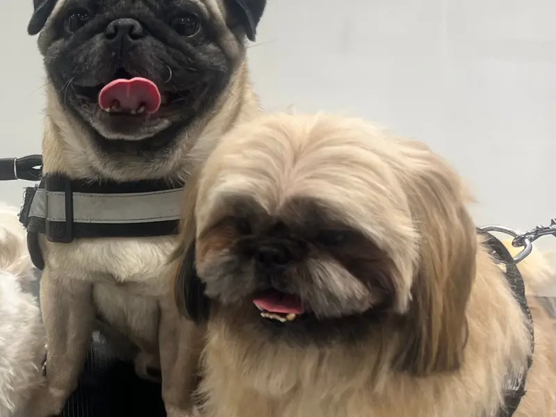 Paws & Collars Pet Store, photo 3