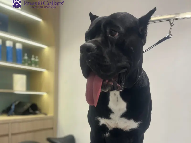 Paws & Collars Pet Store, photo 5