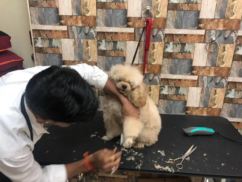 Scoopy Scrub & Pet Bytes - Pet Grooming Salon, photo 3