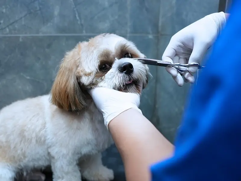 Vetic Pet Clinic Banjara Hills, photo 4