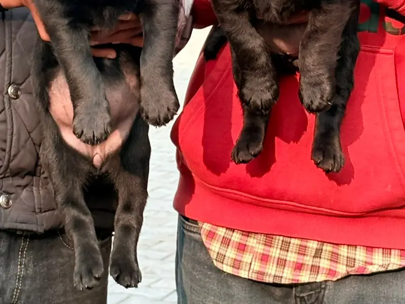 WISHWAS PET WORLD INDIA, photo 4