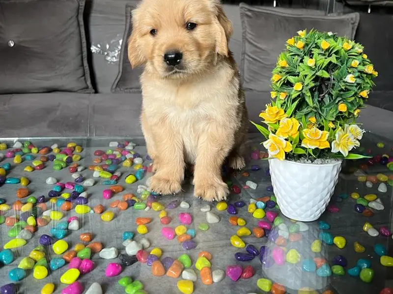WISHWAS PET WORLD INDIA, photo 5