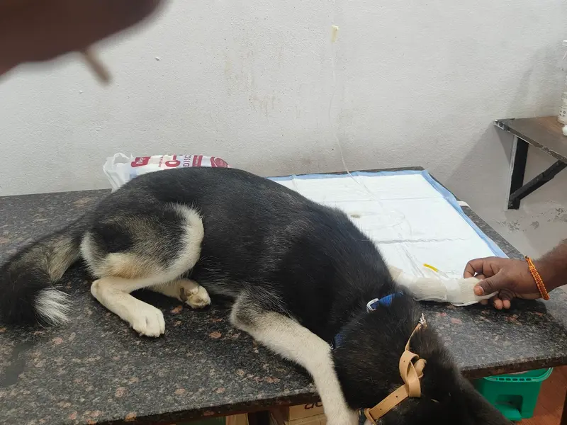 Dogssy Pet Clinic, photo 3