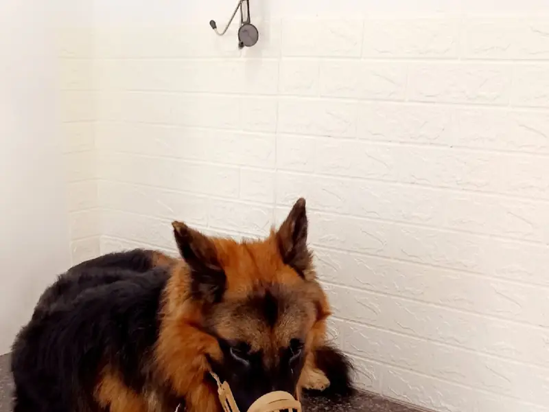 Dogssy Pet Clinic, photo 4