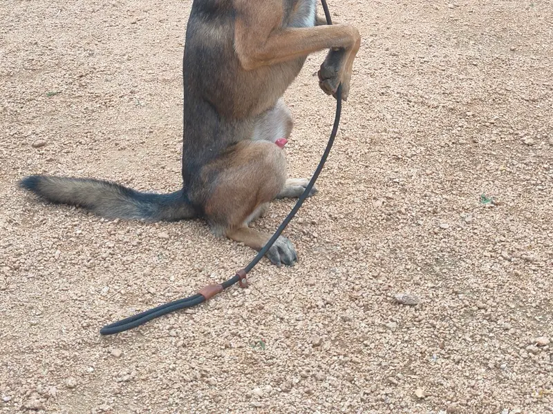 Caninescoach Dog training డాగ్ ట్రైనింగ్, photo 2