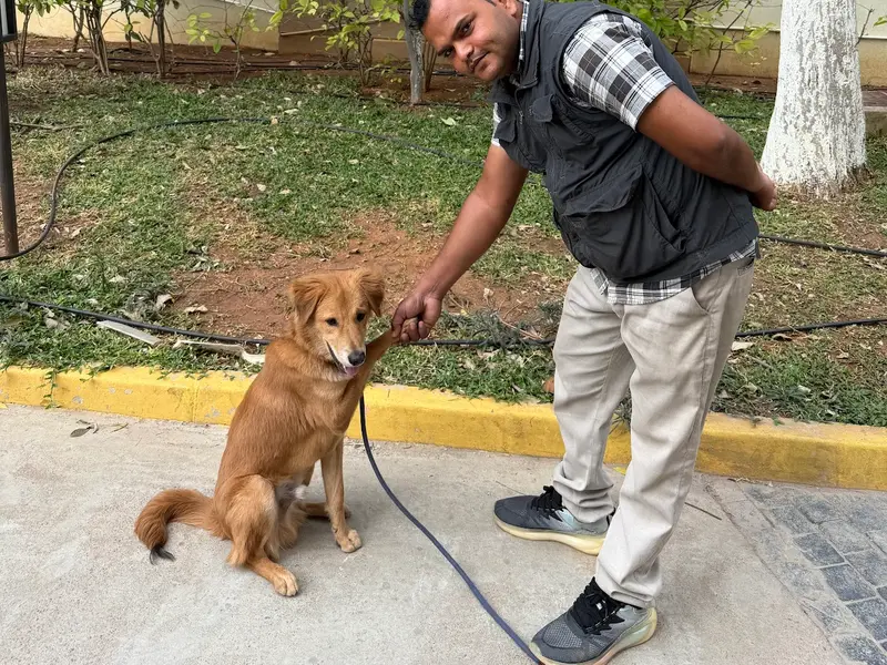 Caninescoach Dog training డాగ్ ట్రైనింగ్, photo 3