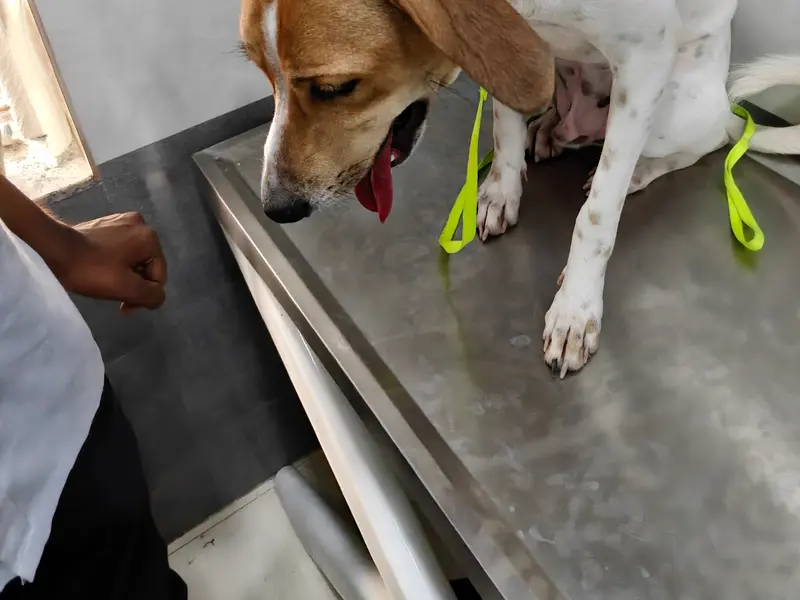 Pet Park Clinic, photo 4