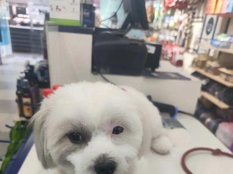 Zigly Pet Care - Vet Clinic, Pet Grooming & Pet Products - Secunderabad, photo 2