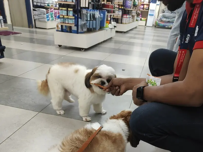 Zigly Pet Care - Vet Clinic, Pet Grooming & Pet Products - Secunderabad, photo 4
