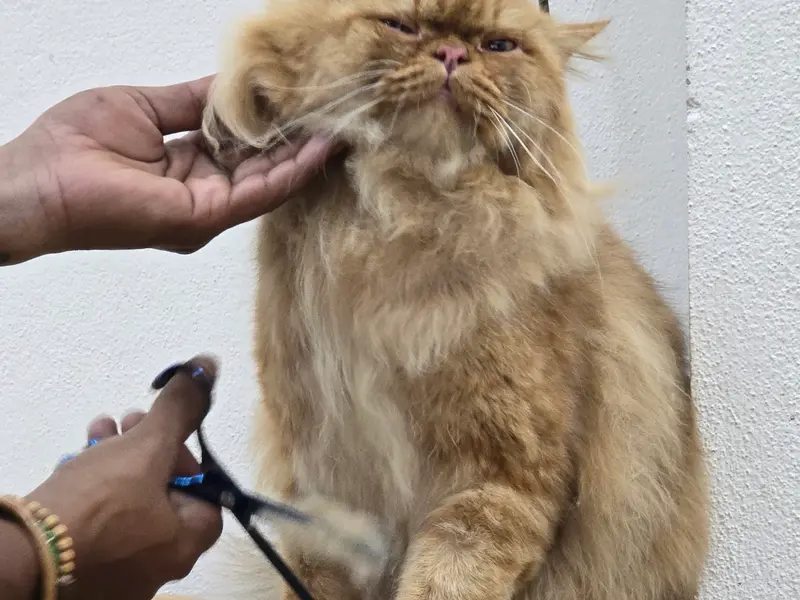 Posh Paws Pet Grooming Spa, photo 4