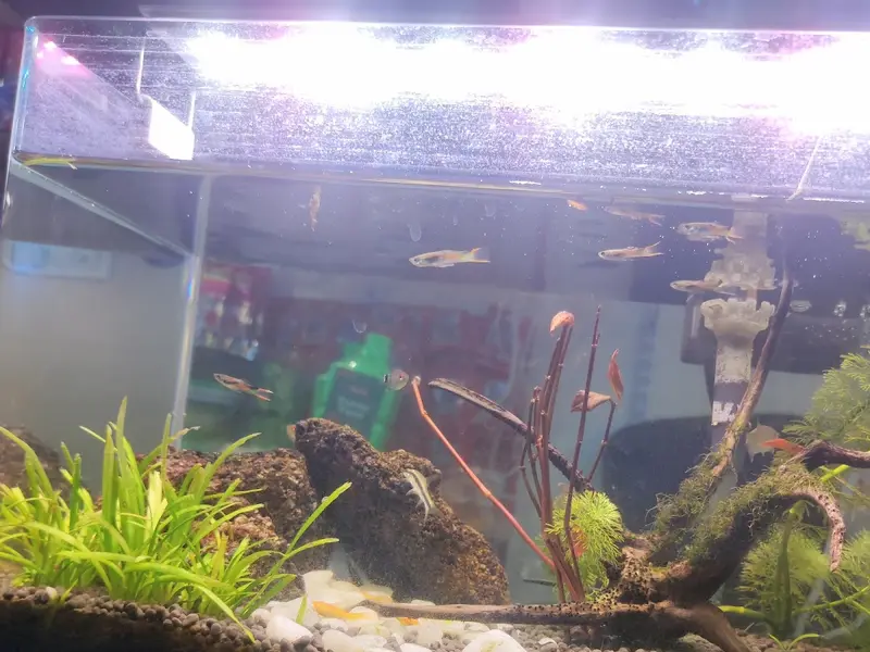 The Ocean Life & Pet World, photo 4