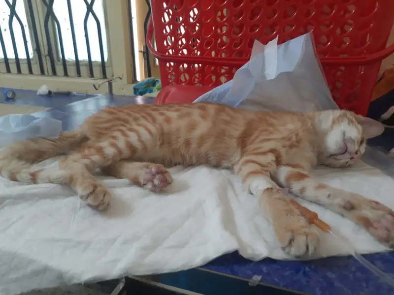 Cura Veterinary Clinic, photo 2
