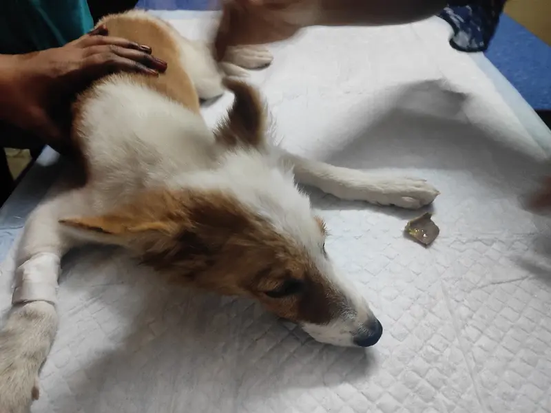 Cura Veterinary Clinic, photo 3