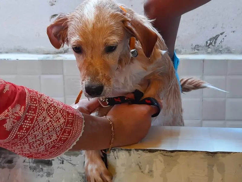 Cura Veterinary Clinic, photo 5