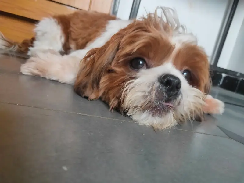 Mr Buddy Pet Services, photo 2