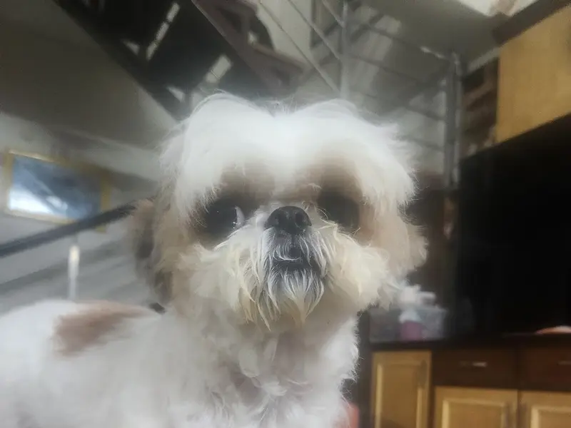 Mr Buddy Pet Services, photo 3
