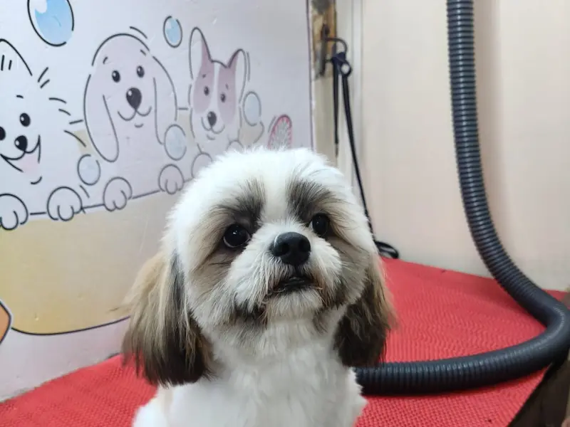 Nail to Tails Pet Grooming Parlour, photo 2