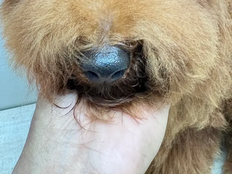 Nail to Tails Pet Grooming Parlour, photo 3