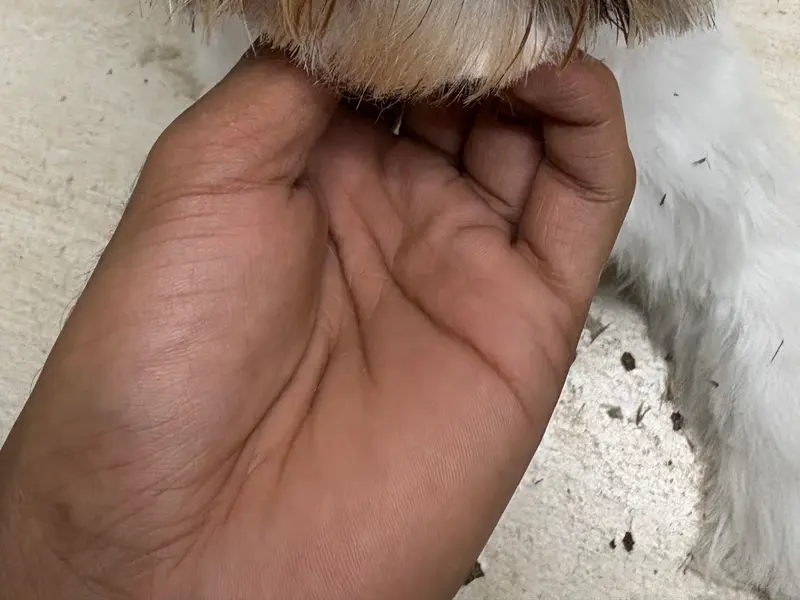 Nail to Tails Pet Grooming Parlour, photo 5