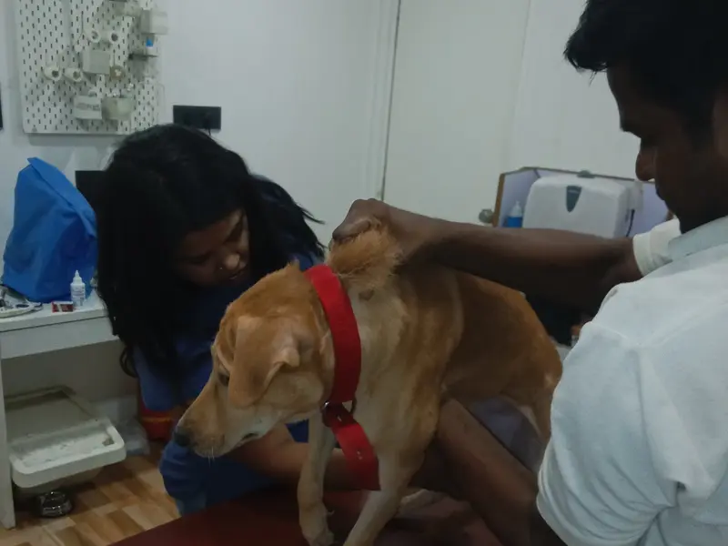 Olive's Pet Clinic, photo 2