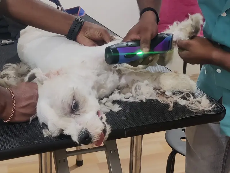 Olive's Pet Clinic, photo 3