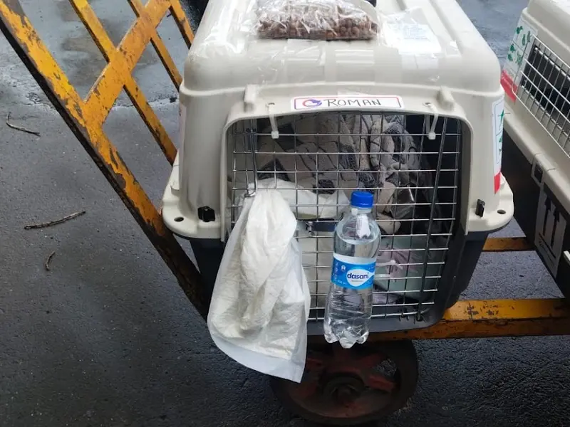 Paw Patrol Global Pet Services INDIA, photo 3