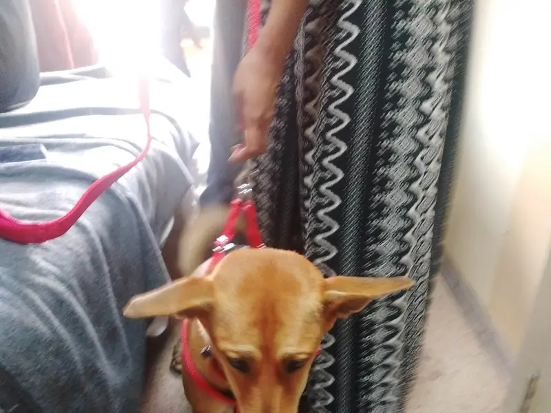 Paw Patrol Global Pet Services INDIA, photo 4