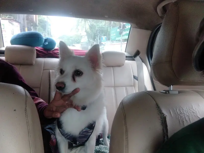 Paw Patrol Global Pet Services INDIA, photo 5