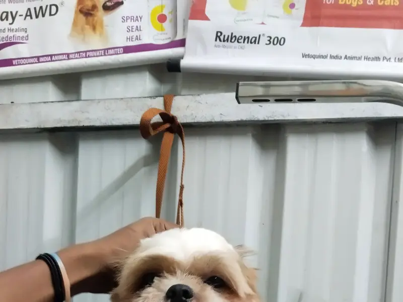 Pets Wonder, photo 2