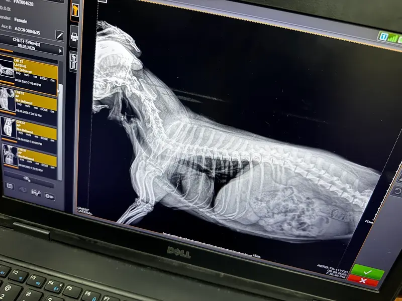 Dr.Paws Pet & Animal clinic, photo 2