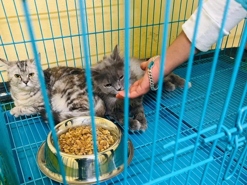 Dr.Paws Pet & Animal clinic, photo 3