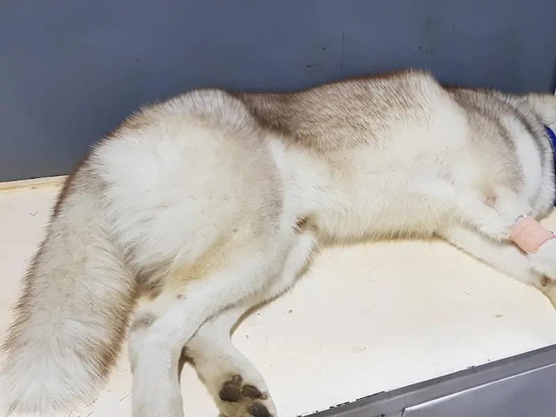 Dr Dog Pet Hospital, photo 3