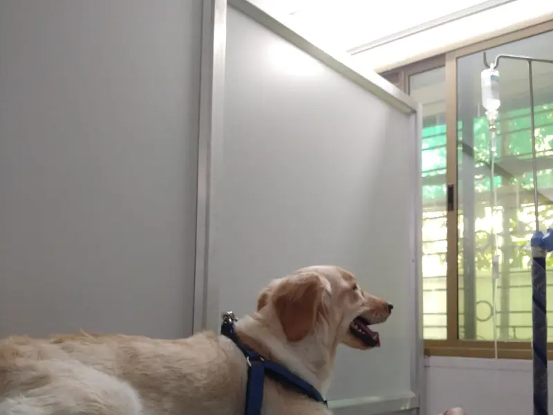 Cornerstone Pet Clinic, photo 5
