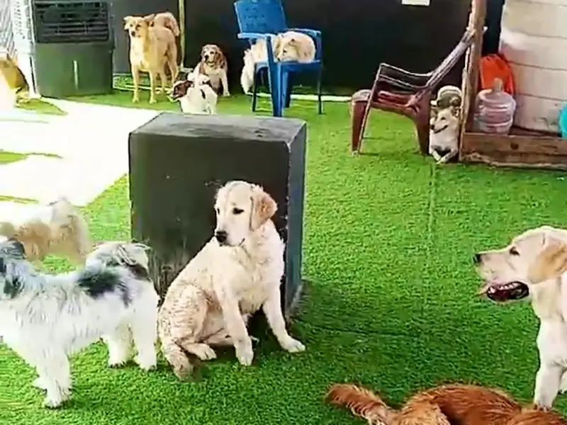 Doggy Ville – Pet Grooming & Boarding Hyderabad, photo 5