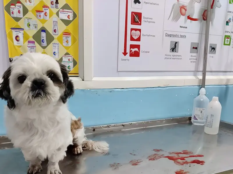 Mr.VET Animal Hospital - Multispeciality Pet Hospital-24x7, photo 5