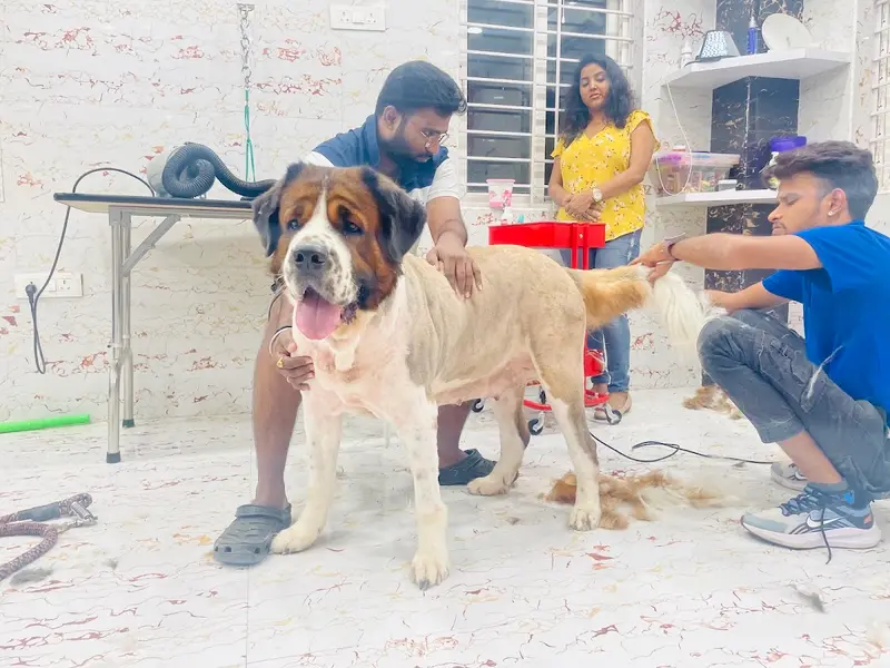 Scoopy Scrub & Pet Bytes - Pet Grooming Salon, photo 3