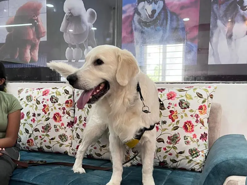 Scoopy Scrub & Pet Bytes - Pet Grooming Salon, photo 4