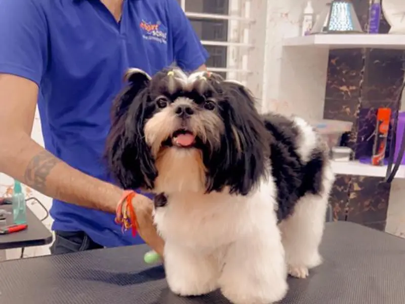 Scoopy Scrub & Pet Bytes - Pet Grooming Salon, photo 5