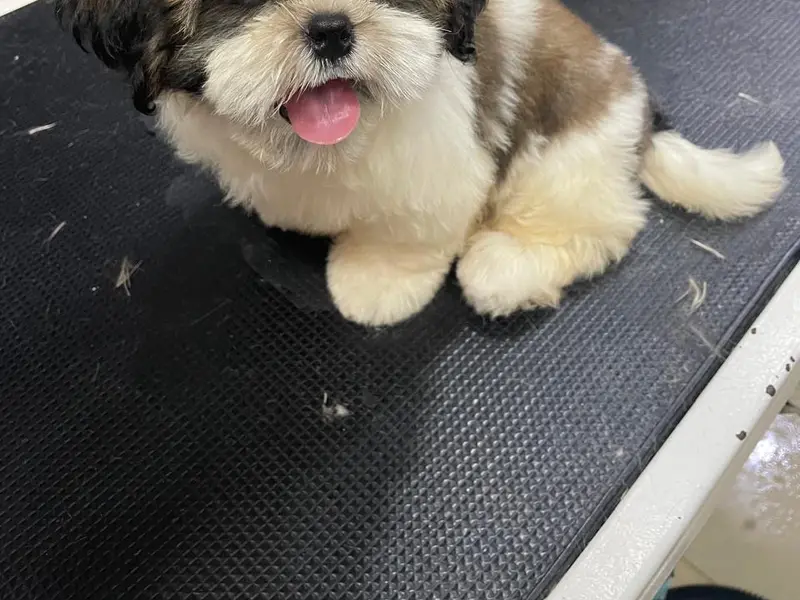Yes Paws: Luxury Pet SPA, Grooming, Boarding, Training, Home Grooming, photo 2