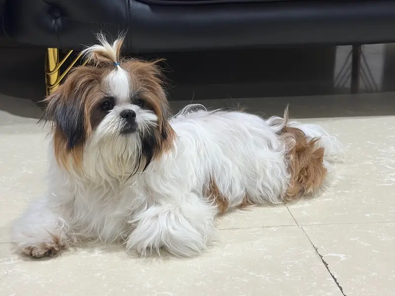 Yes Paws: Luxury Pet SPA, Grooming, Boarding, Training, Home Grooming, photo 3