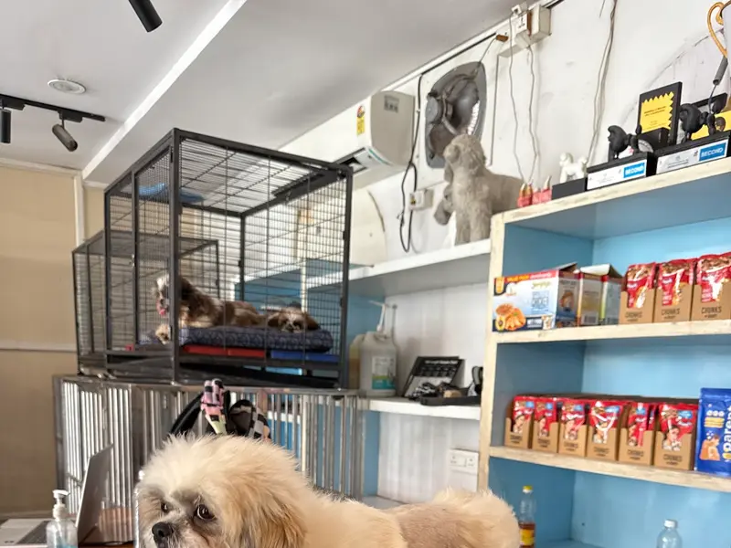 Yes Paws: Luxury Pet SPA, Grooming, Boarding, Training, Home Grooming, photo 4