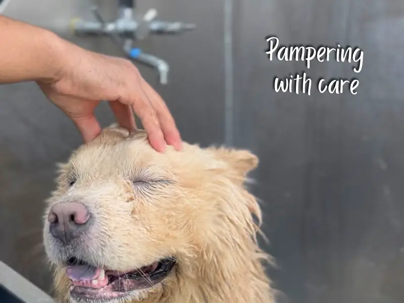 Yes Paws: Luxury Pet SPA, Grooming, Boarding, Training, Home Grooming, photo 5