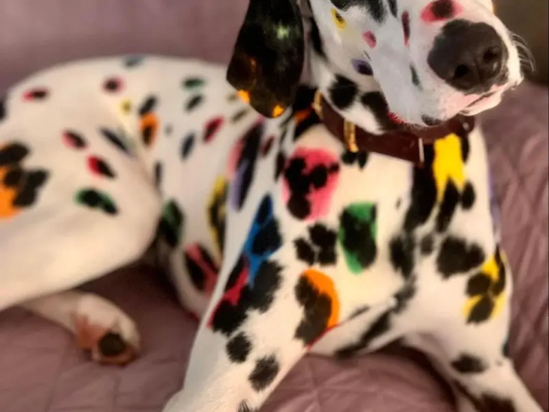 ZOOMIES - PET CARE, photo 2